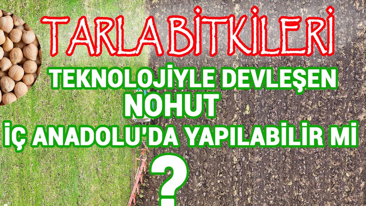 iç Anadolu'da Nohut Üretimi - TARLA BİTKİLERİ #tarım #çiftçi #üretim