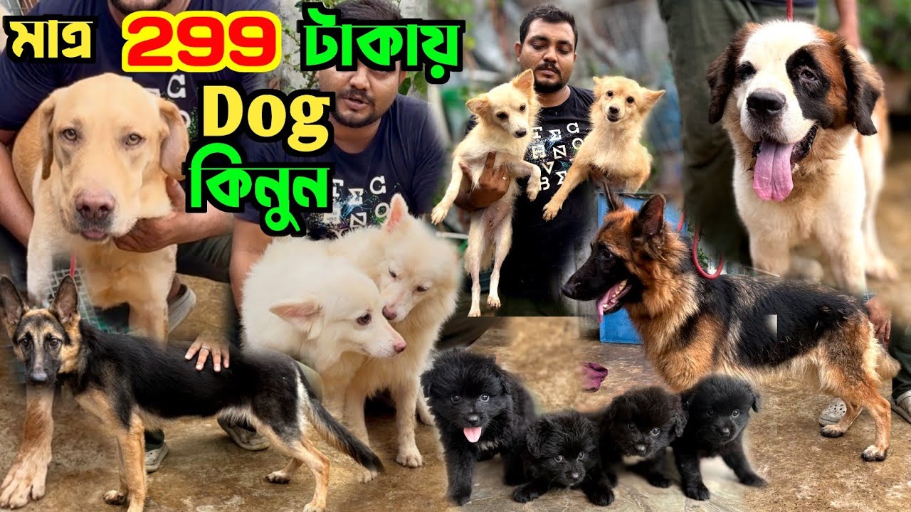 মাত্র 299 টাকায় Dog কিনুন! Dog Market in Kolkata Price. Kolkata Dog Market.