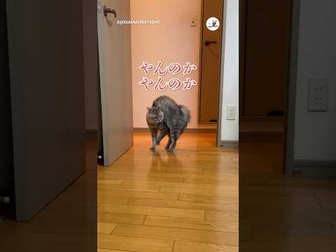 極めたやんのかステップ｜PECO #猫 #愛猫家 #猫のいる暮らし #やんのかステップ #cat #catlover #catlife #catdance