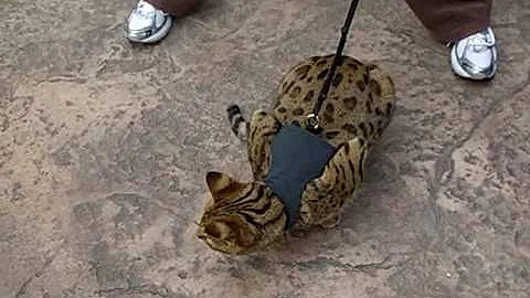 Watch the video about F1 Savannah Keetah abd F2 Titan Jan. 5th 2009