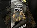 捕獲したカニを岸壁に落とすと... #shorts #釣り