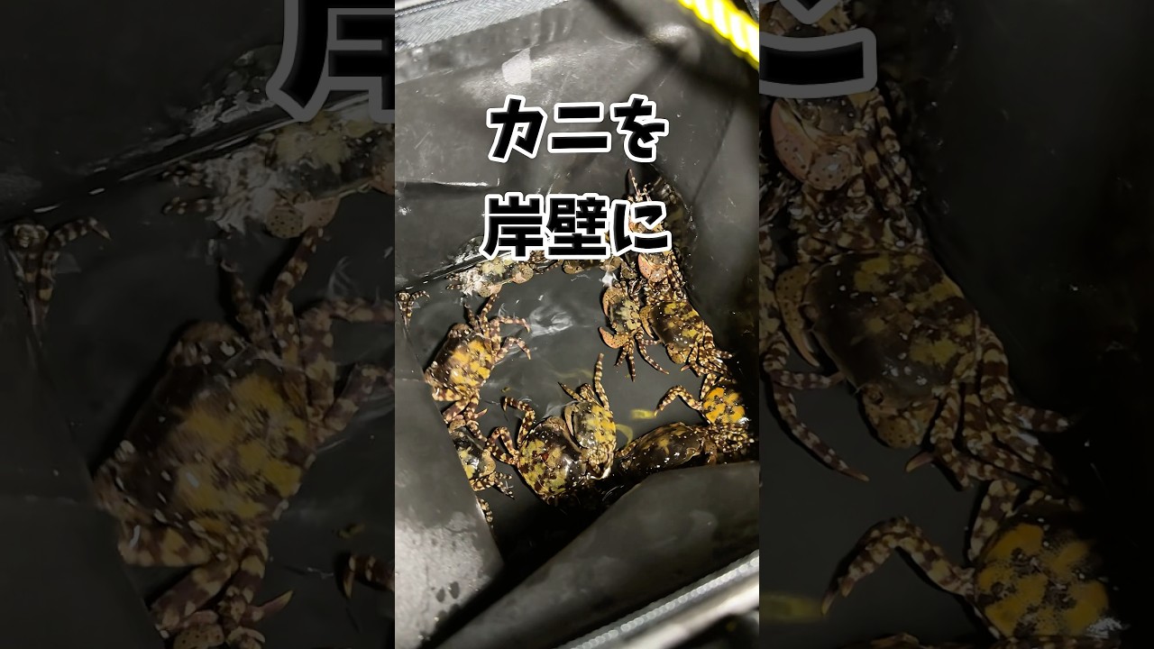 捕獲したカニを岸壁に落とすと... #shorts #釣り
