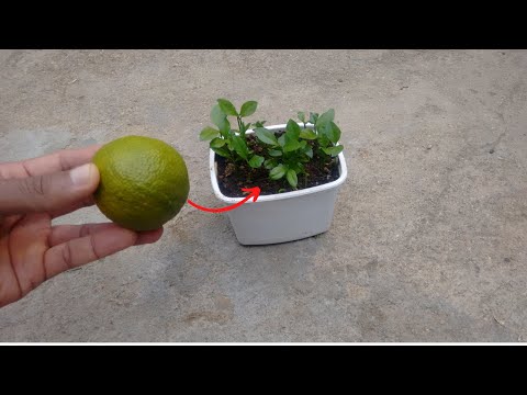 Vídeo: Como Plantar Limão