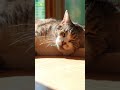 🚨 Fake Catnip SCAM Exposed! Save Your Cat's Zoomies NOW! 🐱😱 #CatnipTruth