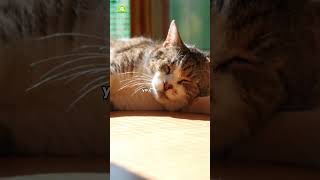 🚨 Fake Catnip SCAM Exposed! Save Your Cat's Zoomies NOW! 🐱😱 #CatnipTruth