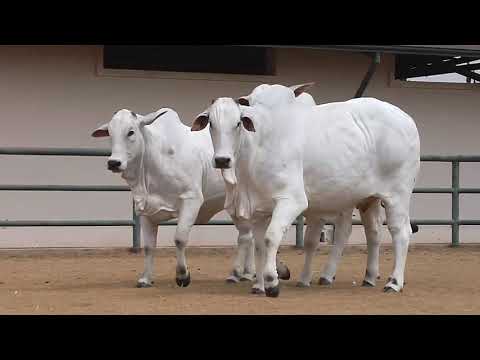 LOTE   135