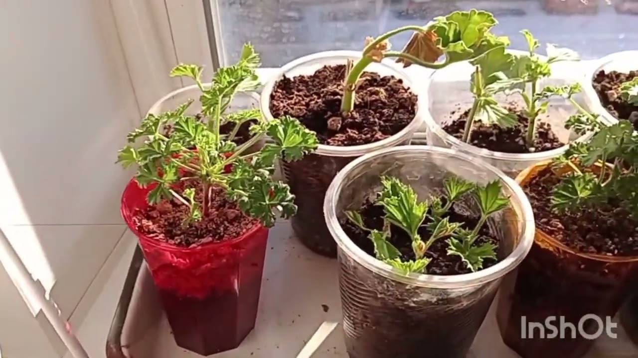 229. Новая должность 🙃👌Огород на окне. Поехали на дачу.❄️🐀