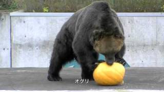 カボチャを食べるエゾヒグマ(釧路市動物園)