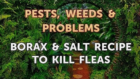 Borax & Salt Recipe to Kill Fleas
