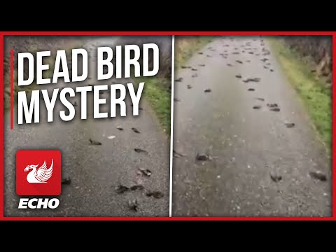 Mystery as hundreds of 'dead birds fall out of the sky' 
