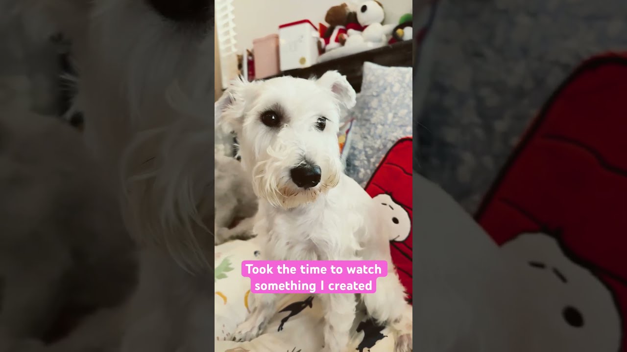 I Will Keep Posting Everyday Dog Cute Viralvideo Pets Bedlingtonterrier