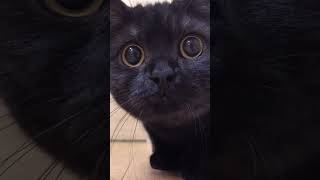 Funny cats 😍🐈‍⬛ #cat  #funny #cats #reels #pets #blackcat #shorts #funnycats #kitten #catvideos