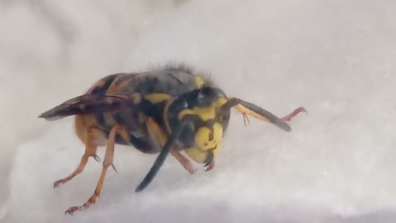 Cute 2.waspqueen come in my room and eat sugarmilk before free in springpark