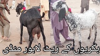 Lahore Bakra Mandi | Beetle Nagri Mukhi Chini bakriyan | dudhwali gaban Bakriyan | Shahpur kanjra