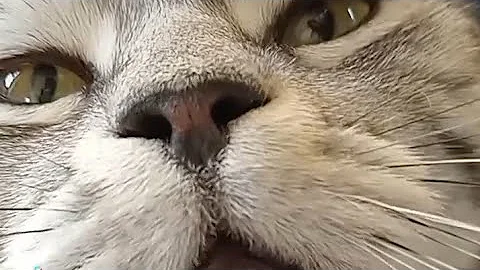 Video 4659661: tabby american shorthair cat, american shorthair silver tabby