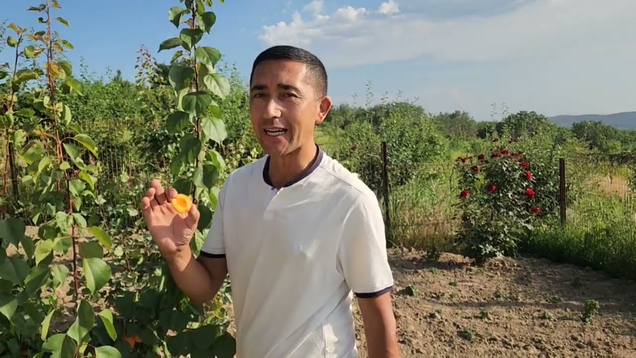 (Архив) Микадо ерта пшар урик хакида малумот