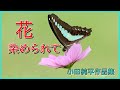 花染められて 作詞:志賀大介 作曲:小田純平 cover大将