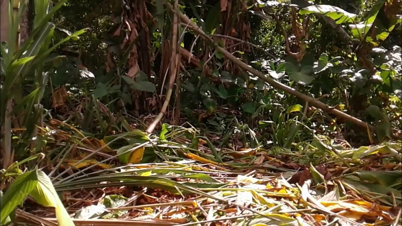 Boiling Pure Organic Coconut 🌴 Oil in Jamaica 🌎. YouTube