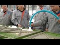 Dunlop tech latex foam pillow automatic production line
