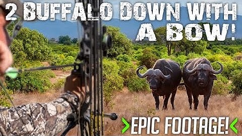 Doubled up On 2 Cape Buffalo With A Bow! | BEAST BROADHEADS |
