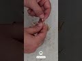 حصاد بذور زهرة اكليل الملكة عالم الزراعة بذرة زهرة النرجس زهره زهرة زهرة الثلج حصاد بذور زهرة اكليل الملكة عالم الزراعة بذرة زهرة النرجس زهره زهرة زهرة الثلج