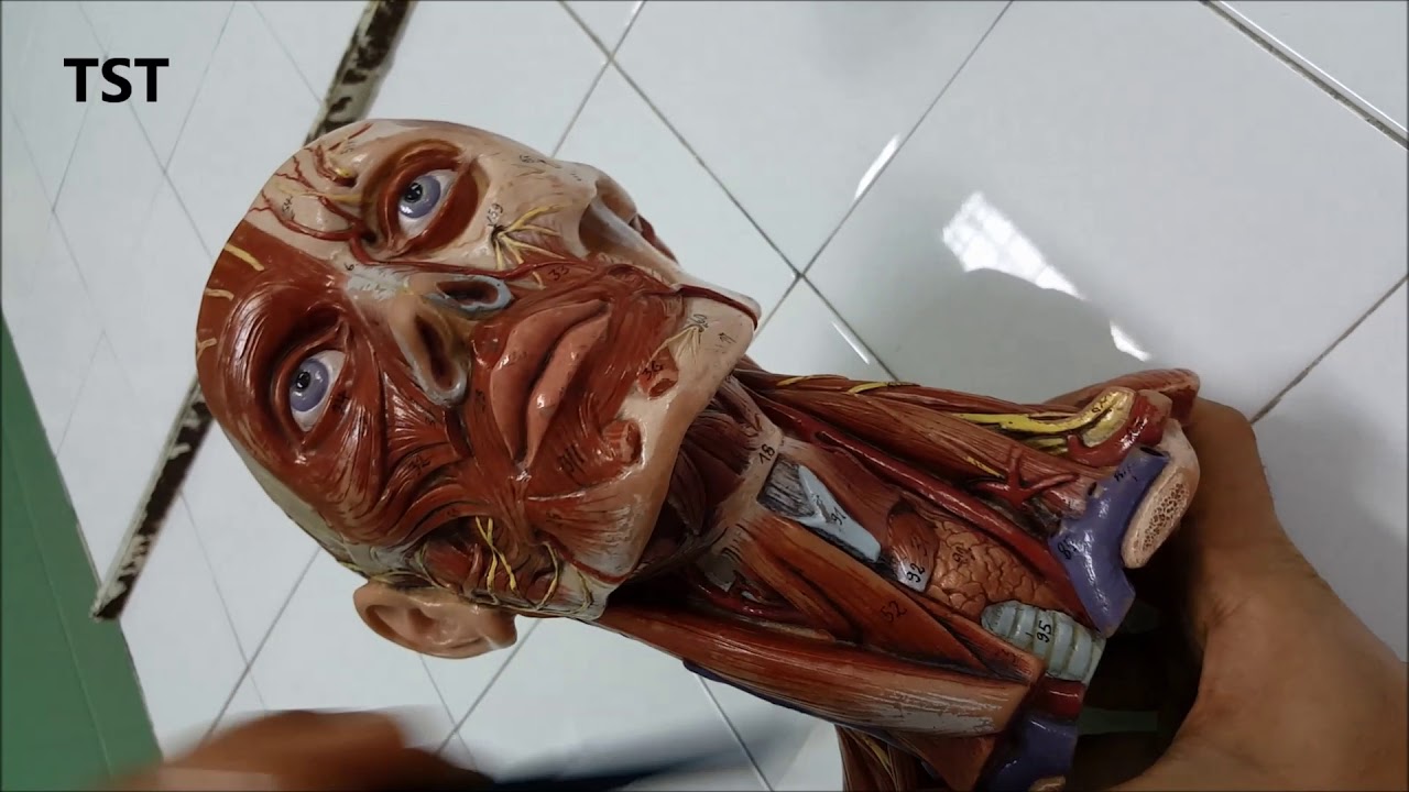 Boyun Anatomisi (Üçgenler, Kaslar, Arterler, Venler, Sinirler ve Piyes)