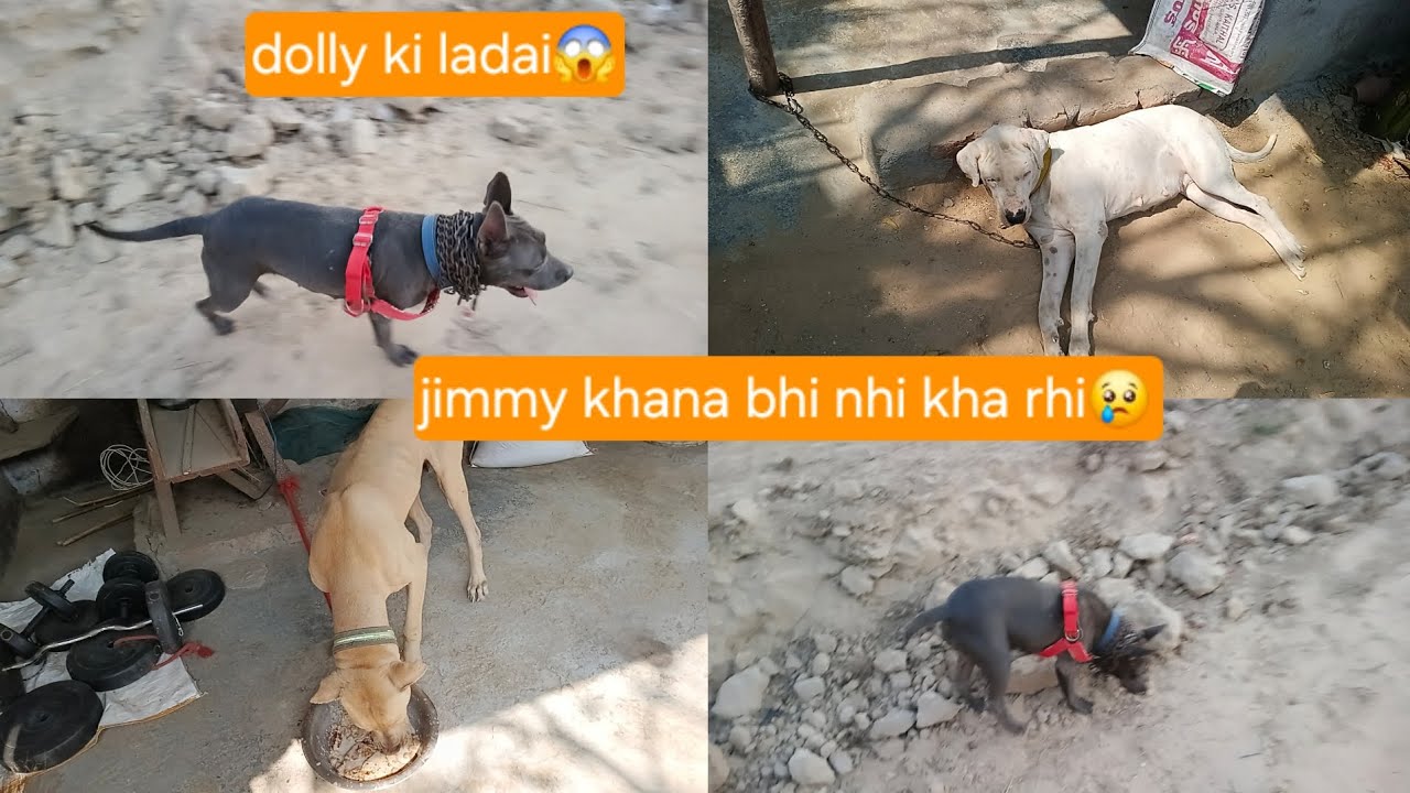 Jimmy khana nhi khari😢dolly ki fight street dogs se😱#mayankdogsfamily #videos #vlogsvideo #dogs 
