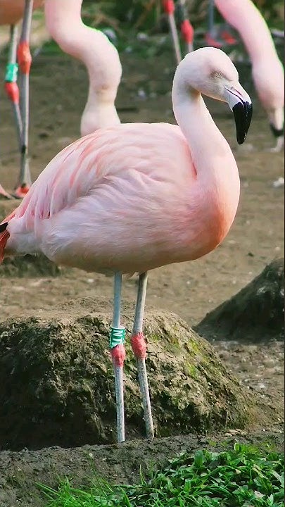 What is a group of Flamingos called#shorts #dublinzoo #shortsfeed #