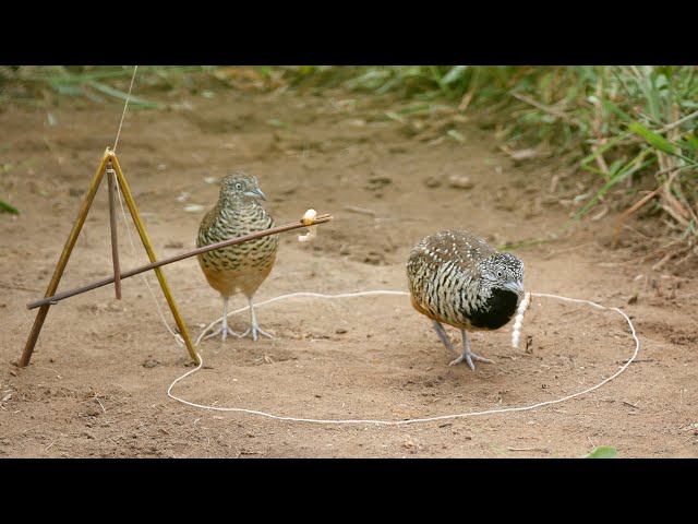 Creative Fantastic Bird Trap To Catch The Quail Bird In The Jungle Work 100% class=