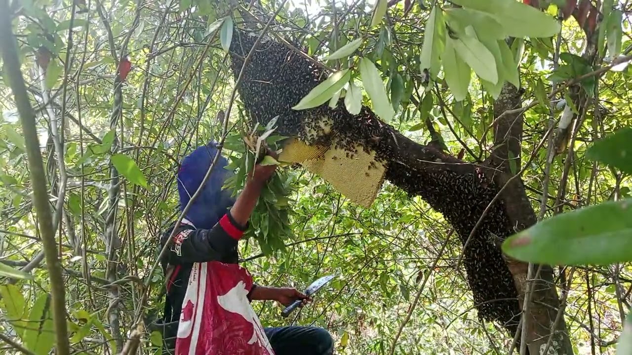 ผึ้งรังใหญ่ทำเป็นเล่นไป