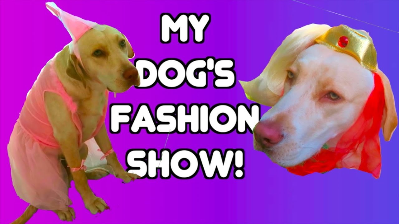 MY DOG'S FASHION SHOW! - YouTube