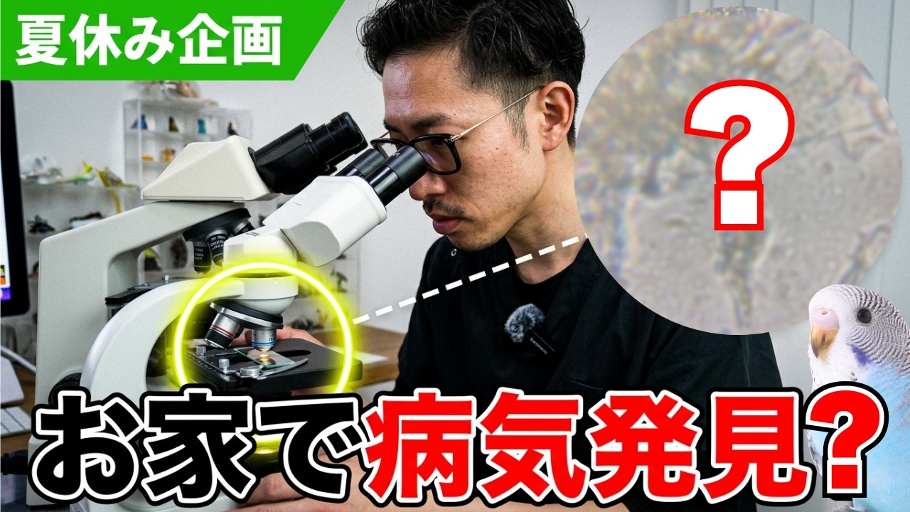 【夏休み企画】インコの病気をお家で手軽に発見できるのか？| Amazonで購入した顕微鏡の実力を確かめる！