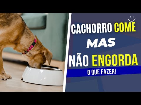 Meu cachorro come