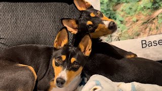 Basenji Day: Snoozes, Snacks, and a Bark! by Basenji Adventures 439 views 4 months ago 10 minutes, 22 seconds