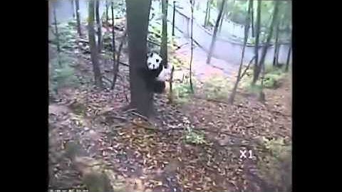 Panda attempts to climb tree during quake