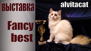 Рэгдолл Fancy. Девочка 4 месяца. Свободна! Получаем Best на выставке в Черкассах) Рэгдолл Fancy. Девочка 4 месяца. Свободна! Получаем Best на выставке в Черкассах)