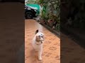 dance #cat #tiktok #instagram #trending