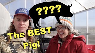 Hereford Pigs: The BEST Big Pig for a Small Farm!