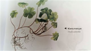 Кислица. Sauerklee. Lat.: Oxalis acetosella. Мария Требен.