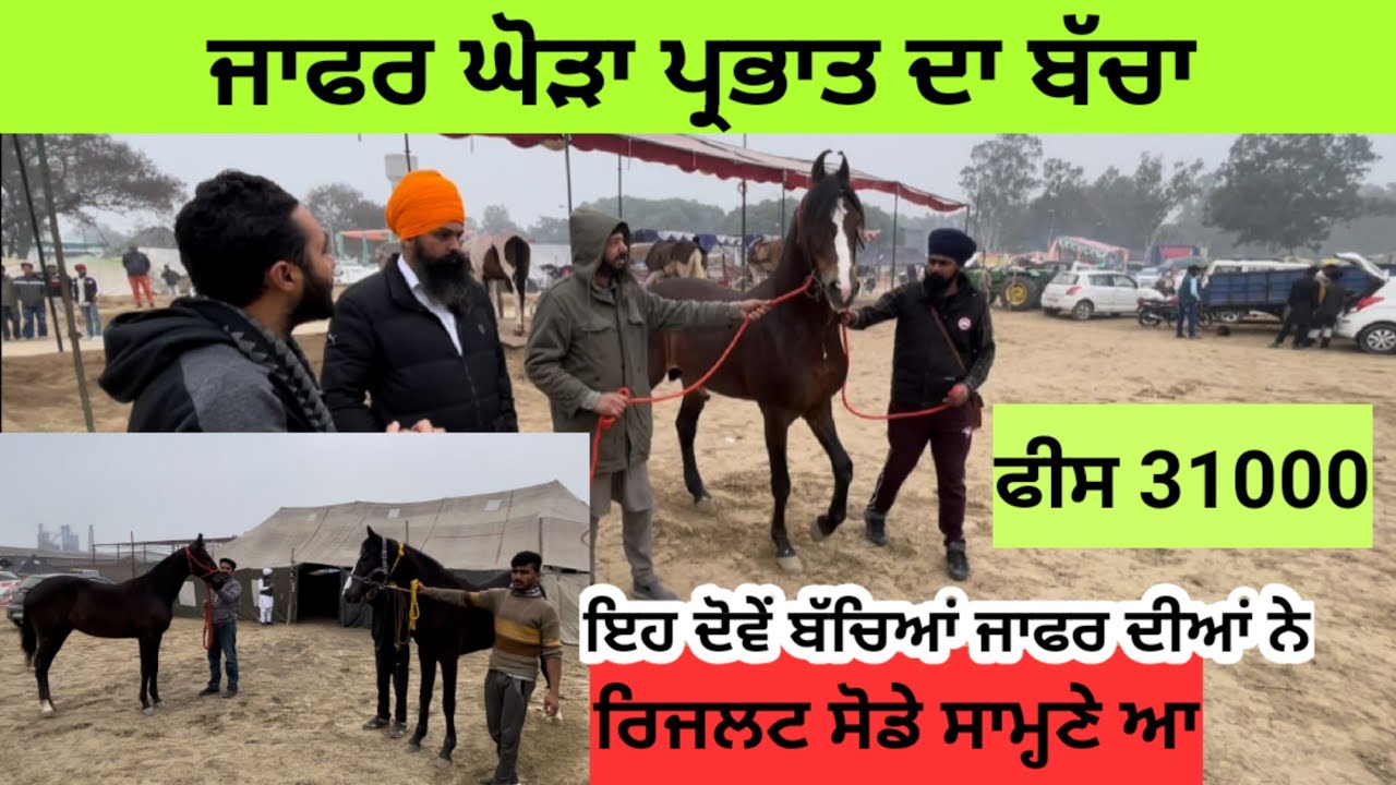 ਜਾਫਰ ਘੋੜਾ ਪ੍ਰਭਾਤ ਦਾ ਬੱਚਾ ਗਰੇਵਾਲ ਸਟੱਡ ਫ਼ਾਰਮ ਤੇ ਆ ਕੈਂਥਲ। ਛੋਟੀਆਂ ਘੋੜੀਆਂ ਤੇ ਵੀ ਬੱਚਿਆਂ ਦਾ ਕੱਦ ਉੱਚਾ ਜਾਂਦਾ