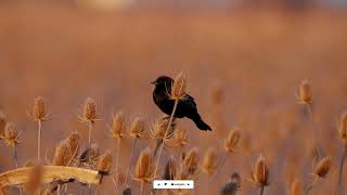 Red-winged Blackbird at sunset. by Michael Barber 53 views 2 months ago 11 seconds