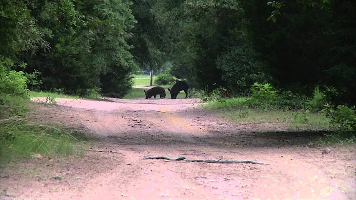Centerville man turns feral hog problem into business