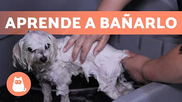 ¿Qué es lo mejor para bañar a un perro?