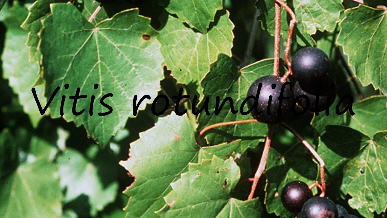 How to Pronounce Vitis rotundifolia?