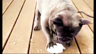 Donut Loves Playing with Ice.