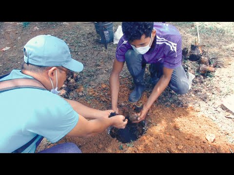 Docentes y estudiantes de URACCAN recinto Bluefields participan en procesos de cultivo y siembra