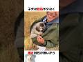 寒いからジャケットの中で爆睡中のサムネイル