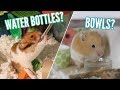 Water bottles OR Bowls? | hamster care