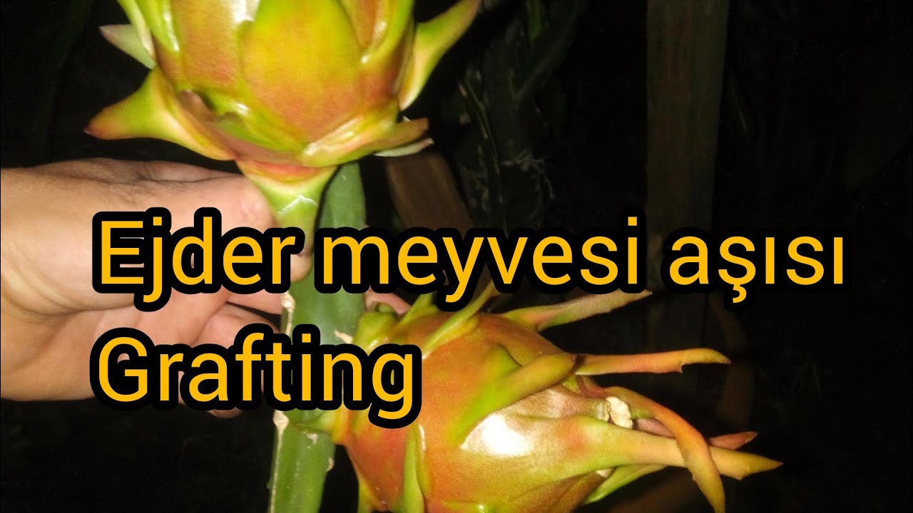 ejder meyvesi aşısı grafting
