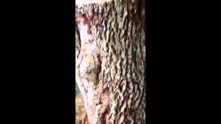Boxelder Bug Infestation on a Stump